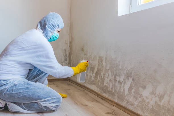 Licensed Mold Cleanup service in Tenafly, NJ - WQB Mold Removal