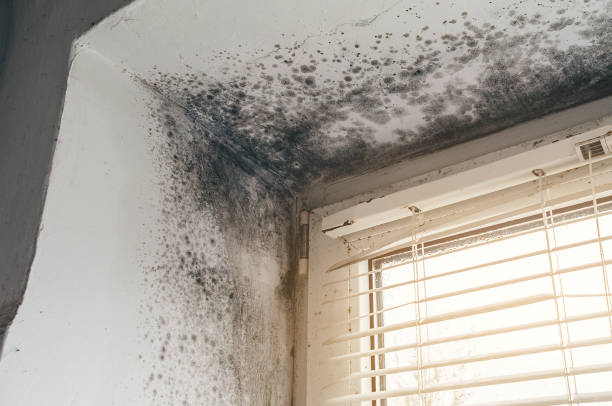 Affordable Mold Cleanup solutions in Tenafly, NJ